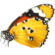 https://finike.antalyapetotel.com/wp-content/uploads/2019/08/butterfly.png